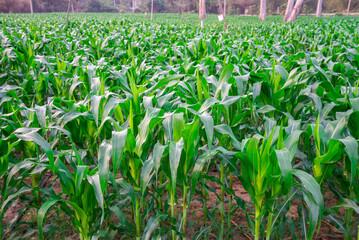 Corn field farming. Agriculture and food concept.