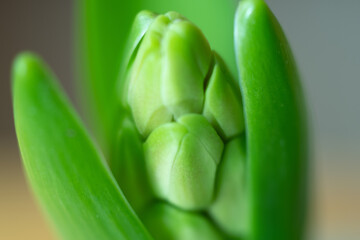 Hyacinth flowers, close-up, bright, beautiful, you can see the pistil and stamens, it looks like an abstract painting