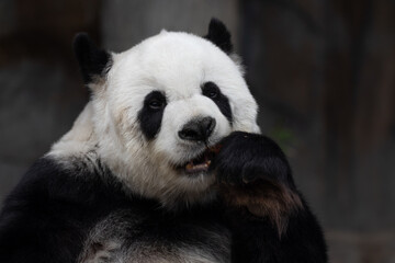Obraz na płótnie Canvas Close up funny Pose of Giant Panda's Face