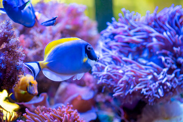 Fototapeta na wymiar Colorful fish swimming near the sea anemone