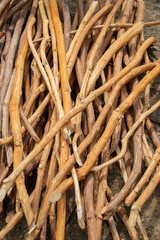 Raw materials for making cinnamon in Sri Lanka