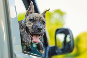 pit bull dog looking out of car window
