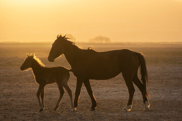 Fototapeta na wymiar Horse and a foal in the field