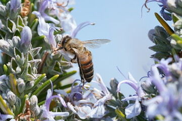 abeille © Pascal Cointe