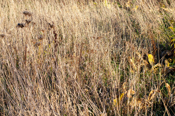 yellow dry grass in the autumn season on the field