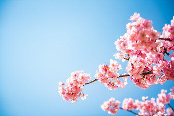 東京江戸川区　旧中川の河津桜と青空