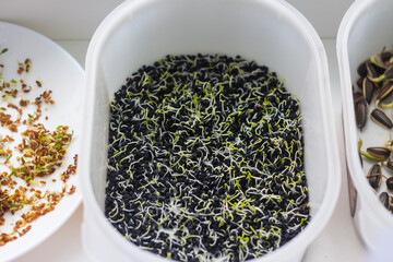 Seeds soaked in water. Preparation of seeds for germination at home and microgreen cultivation.
Vegan raw food, healthy eating.