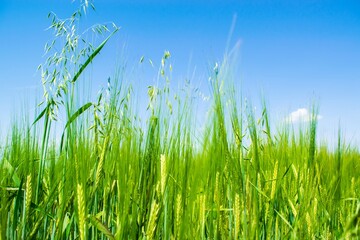 Sunlit green rye close-up sprouts in field on blue sky background. Concept of agriculture, productivity.