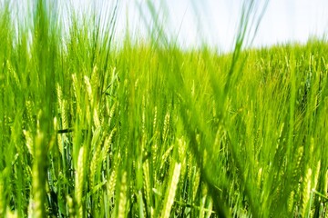 Sunlit green rye close-up sprouts in field on blue sky background. Concept of agriculture, productivity.