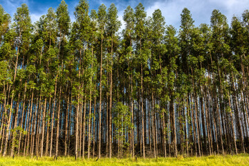 Forest planted with eucalyptus on a farm in the State of São Paulo, Brazil