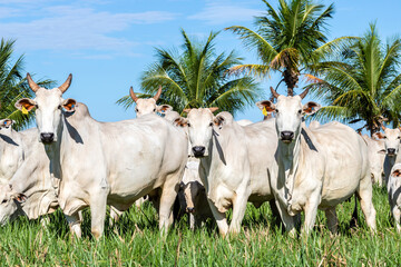 Herd of Nelore cattle grazing in a pasture on the brazilian ranch
