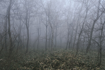 Fototapeta premium fog in the forest