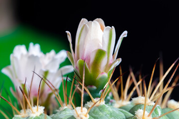 green cactus with large sharp needles during flowering