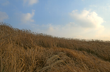 Fototapeta premium field of wheat