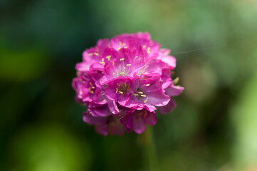 close up of a pink flower (primula veris?)