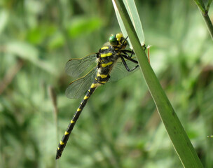 Dragonfly of black and yellow color on a stem. It is commonly called tiger dragonfly