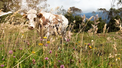 Foto op Canvas beautiful mountainous landscapes of boyaca colombia with a local cow © Manolo Ramos