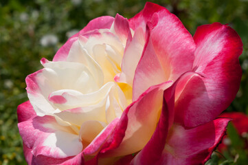 pink rose with yellow white center close up