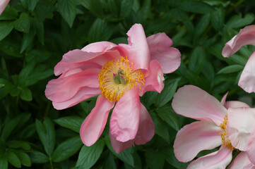 quiet pink Paeonia blossoms isolated on a leafy background