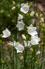 white Campanula flowers in the garden