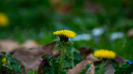 dandelions in the meadow