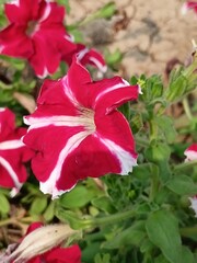 petunia red and white mix colour flower in the home garden.