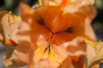 Fototapeta na wymiar iris blossom close up