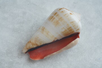 Details einer Schale einer Muschel oder Schnecke, die im Wasser lebt