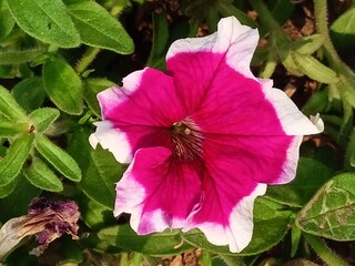 garden petunia (surfinia flower) in the park. fresh flower with mix colour.
