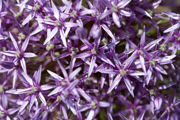 purple flowers background