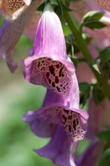 Digitalis or foxglove blossoms close up © eugen