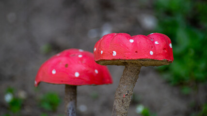 fly agaric mushroom