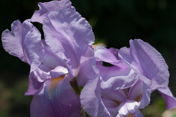 iris blossoms in strong mid day sunlight
