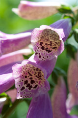 Digitalis or foxglove close up © eugen