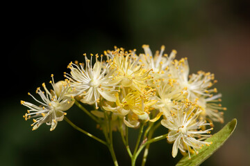 beautiful linden tree flower in spring during flowering,