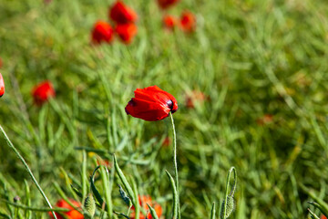 a red poppy flower in the spring season