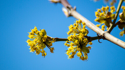 yellow flowers on sky