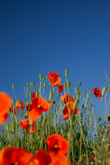 a red poppy flower in the spring season
