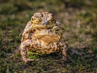 Two Ugly Common Toads Mating in a Green Field Close Up