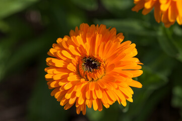 orange flower in the garden