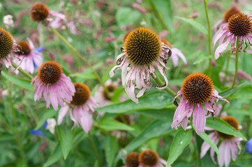 old echinacea blossoms in the garden