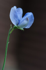 Fototapeta premium blue Lathyrus odoratus or sweet pea isolated on a neutral background