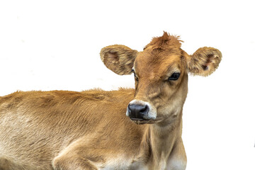 small jersey heifer lying on a white background in Brazil