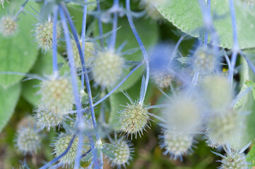 blue purple thistle blossoms in the gardne