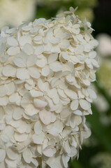 Fototapeta na wymiar close up of a white hydrangea flower