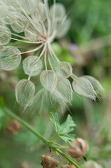 Tragopogon or salsify seed head (blow head)