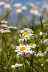shrubs of white daisies in the summer