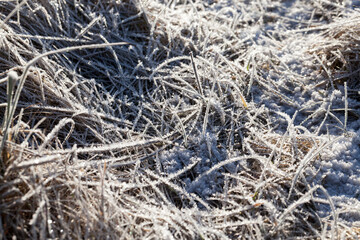 grass covered with ice and frost in the winter season
