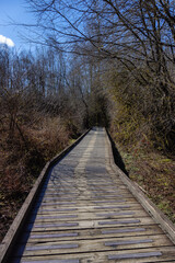 Scenic Trail in a city park with green trees during sunny winter day. Tynehead Park, Surrey, Vancouver, British Columbia, Canada.