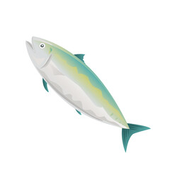 Mackerel fish isolated on white background. Vector illustration of seafood.